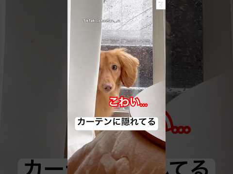 礼服着てみたら、怖がられた　ミニチュアダックスフンド ダックス　犬　礼服 怖い サムネイル