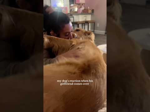 coming home to my golden retriever🥵 goldenretreiver dog ind… サムネイル