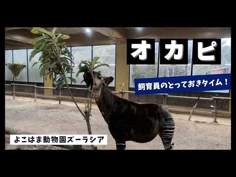 【よこはま動物園ズーラシア】オカピ🍃飼育員のとっておきタイム！ サムネイル