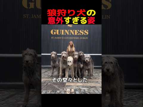 狼狩り犬の意外すぎる姿　アイリッシュウルフハウンド 笑える 癒し 大型犬のいる生活 大型犬のいる暮らし 犬好きさんと繋… サムネイル