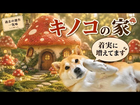 柴犬こむぎ家、建設ラッシュです【過去の迷作一気見】 サムネイル