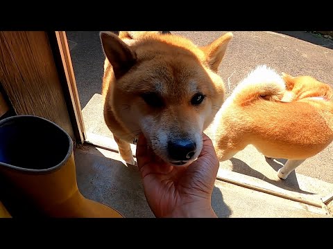 2026年1月11日(日) オープン当時の人気の柴犬マッサージ店 サムネイル