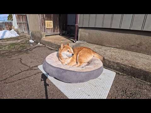 2026年3月21日(土) 春の足音 サムネイル