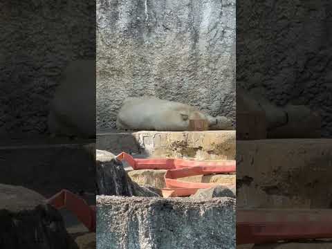 shorts 木を枕にして寝ている様です🥹13:55 頃のバフィンさん　   ホッキョクグマ　浜松市動物園にて　202… サムネイル
