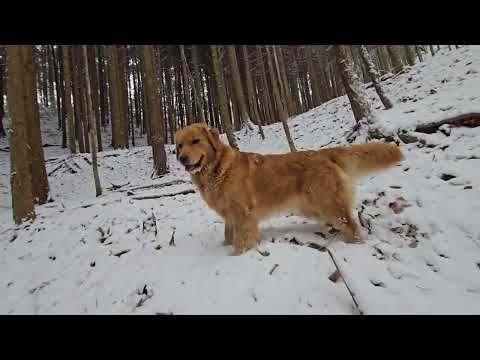 幽霊草が咲く場所にも今日は雪の花が満開。ゴールデンレトリバーと動物の痕跡探してフィールドワーク？ サムネイル