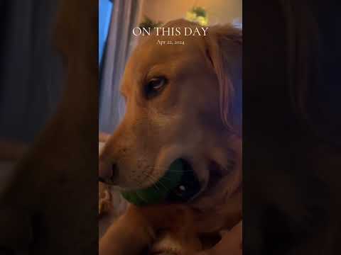 dog-tor coby to rescue🛟goldenpup puppy goldenpupppy dogbree… サムネイル