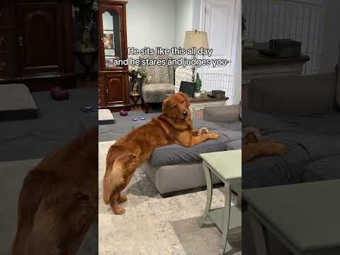 Still staring, still judging サムネイル