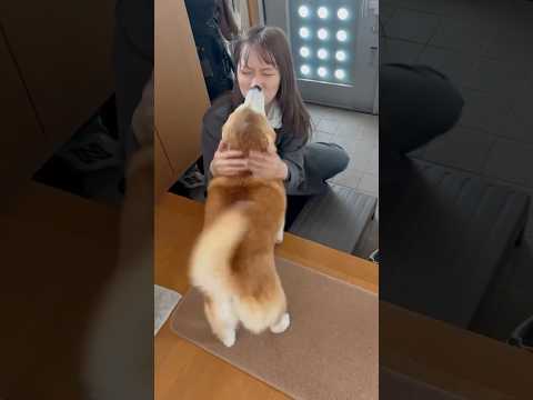 柴犬福 姉と兄とで対応の差が酷い柴犬🤣Sis,bro and Shiba🤣姉と柴 兄と柴 shorts 柴犬 japa… サムネイル