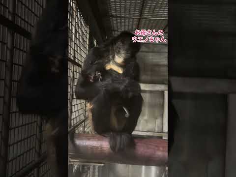 ジェフロイクモザルの赤ちゃんが誕生しました！　東武動物公園　赤ちゃん  動物  動物園  ジェフロイクモザル サムネイル