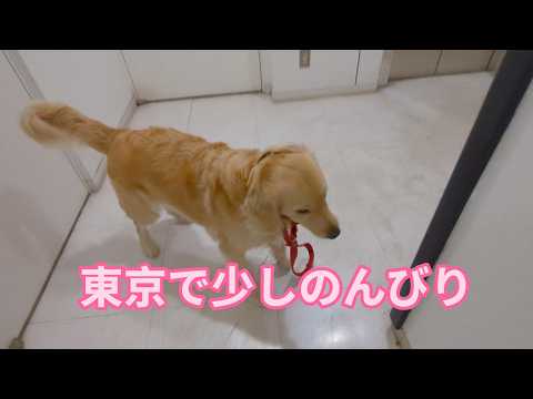 東京で少しのんびり。ゴールデンレトリバーティト サムネイル