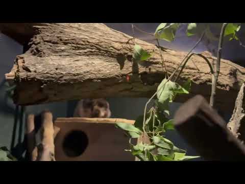 ウスイロホソオクモネズミ　埼玉県こども動物自然公園にて　2026年3月6日