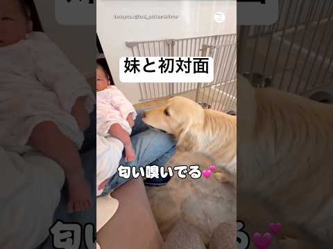 妹と初対面したゴールデン、気になるけどちょっと怖い…☺️   ゴールデンレトリバー 大型犬　赤ちゃん　犬のいる暮らし…