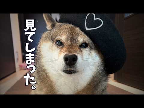 元保護犬12歳が目撃！飼い主の部屋にとんでもないもの？ サムネイル