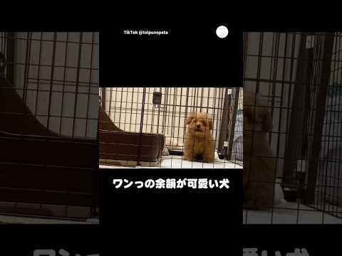ワンっの余韻が可愛すぎる犬🐶　　　　いぬ　犬　トイプードル　プードル　犬のいる暮らし サムネイル
