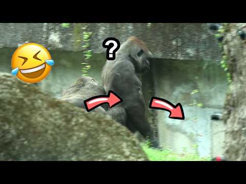 Jabali pushed Tayari down the ditch suddenly, Ringo & Jabal… サムネイル