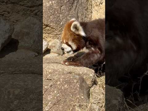 shorts レッサーパンダのチイタくん　浜松市動物園　2026年3月15日 サムネイル