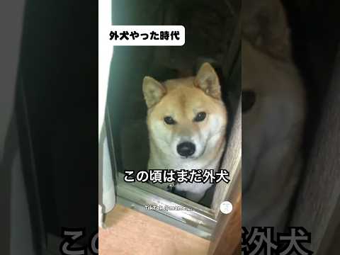 外犬だった柴犬、今では家の中で爆睡してる😂　　　柴犬　犬　かわいい犬 かわいい 犬のいる暮らし