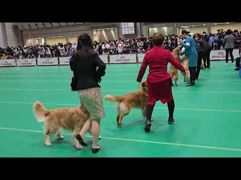 JKC 特別本部展 牝オープンクラス シンディー ゴールデンレトリバー (東京インター)　2025/12/21 サムネイル