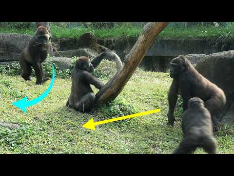 Gorilla Iriki took action,Tayari dodged,D'jeeco kept order|… サムネイル