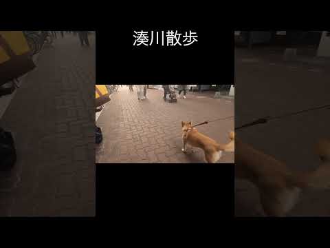 湊川散歩 柴犬 神戸 サムネイル