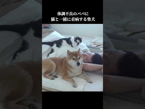 優しい柴犬と猫は体調不良のパパを手厚く介護する shibainu 犬のいる暮らし 癒し サムネイル