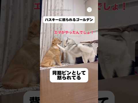 ハスキーに怒られるゴールデンレトリバー　シベリアンハスキー ゴールデンレトリバー 大型犬　犬　面白い サムネイル