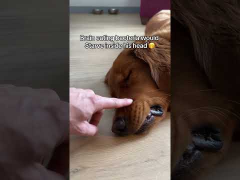 Not much going on in this little head 🤣 サムネイル