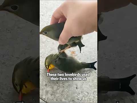 Red-billed Leiothrix: A Love Storyanimals lovestory shortfe… サムネイル