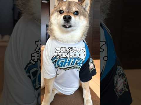 🐕いつの間にか１番の年長者になった柴犬は・・・ サムネイル