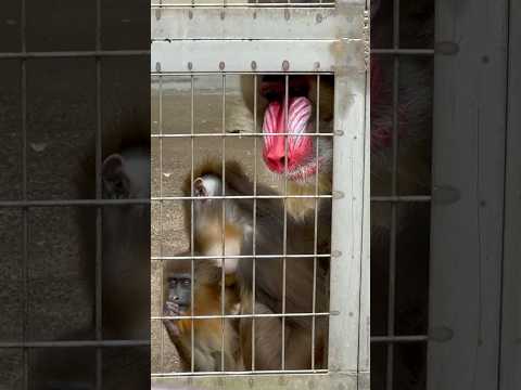 shorts ヤンチャなジャックくんを守るファミリー　マンドリル　浜松市動物園にて　2026年4月5日 サムネイル
