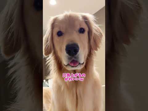 そんなわけあるかぁぁ！puppy 大型犬 ゴールデンレトリバー サムネイル