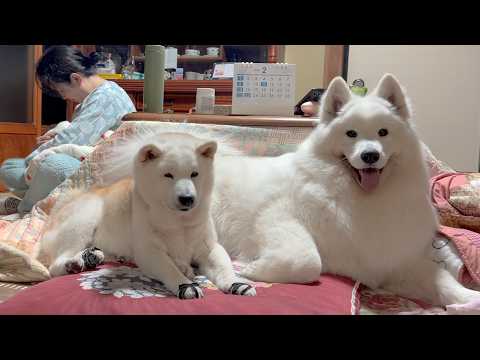 ２歳になっても子犬の頃と変わらず柴犬お姉ちゃんを大切に慕っているサモエド サムネイル