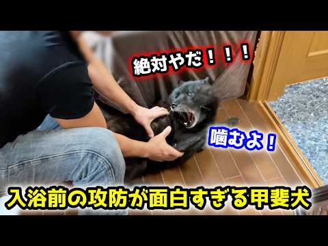 お風呂嫌いな甲斐犬一休を入浴させようとしたらこうなりました サムネイル