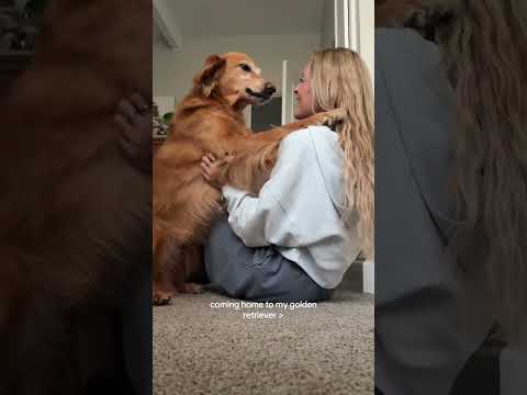 Bedazzling my goldenretriever🔥goldenretriever food ootd asm…
