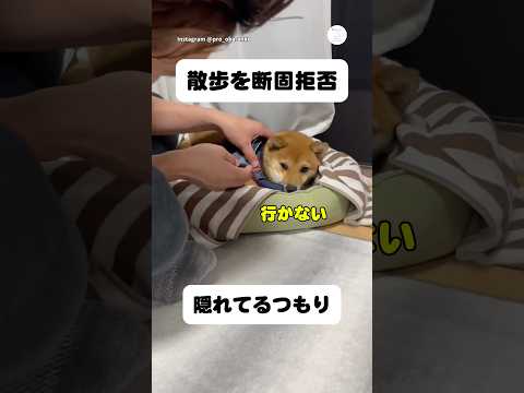 散歩の時間ですが動かない豆柴　豆柴　柴犬　犬　かわいい犬 犬のいる暮らし 拒否柴 サムネイル
