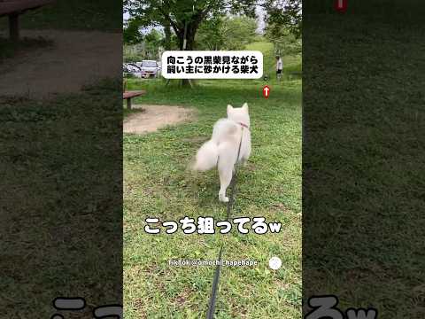 黒柴をガン見しながら飼い主に砂かける柴犬　柴犬　白柴　黒柴　犬　面白い サムネイル