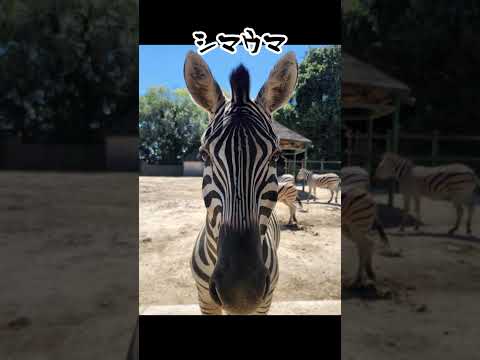 明けましておめでとうございます🎍🐎東武動物公園2026動物 癒し サムネイル