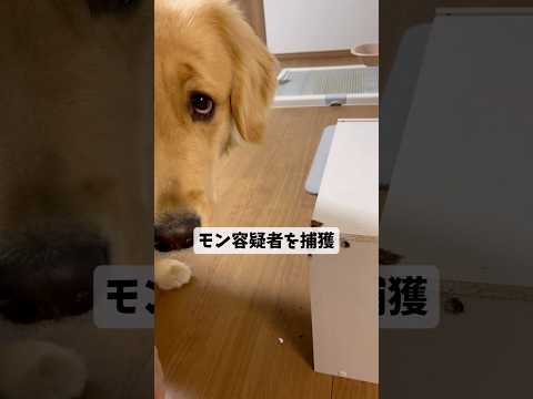 容疑者→犯犬へゴールデンレトリバー goldenretriever サムネイル