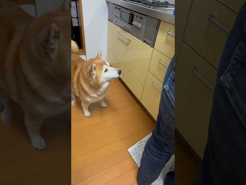 柴犬福 母にヨーグルト貰った柴犬🤣Mother's boy🤣shorts 柴犬 shibainu japanesedo… サムネイル