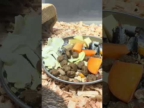 子供を撮りたいのに意地でも映り込もうとするお父さんカイロトゲマウス🐀草津熱帯圏 動物園 カイロトゲマウス animal…