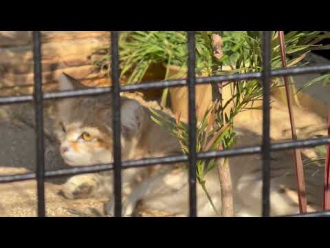 ジウちゃんのゴロン🥰　スナネコ　ごかつら池どうぶつパークにて　2026年1月24日 サムネイル