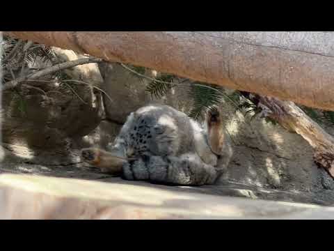 おはようナゴムくん😅　マヌルネコ　那須どうぶつ王国にて　2026年3月1日 サムネイル