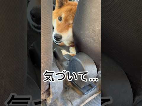’26.5.17 力丸のミスト… 柴犬 shibainu 柴犬のいる暮らし 柴犬の日常 車中泊犬 ミスト 力丸