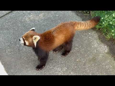 上で落としちゃったリンゴ🍎もモグモグ 円実ちゃん☺️ レッサーパンダ　大森山動物園にて　2026年4月29日 サムネイル