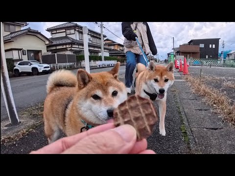 2025年12月18日(木) おさんぽ駆けつけ一杯🍖🐕️ サムネイル