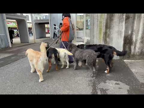 お疲れ様でした〜☺️ ふれあいドッグパーク　那須どうぶつ王国にて　2026年3月27日 サムネイル