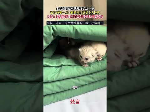 士兵回到寢室就發現了這一幕 最後的哪一句：我的嗎？更是令人捧腹 貓 意外 有趣 萬萬沒想到 cat amazing f… サムネイル