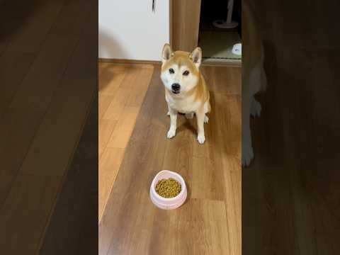 やし 柴犬タロウ 柴犬 しばわんこ しばいぬ shibainu