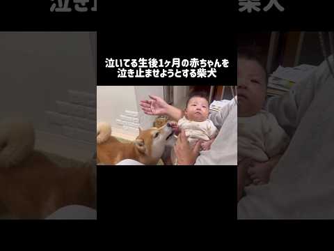 泣いている生後1ヶ月の赤ちゃんを、泣き止ませようとする柴犬 柴犬 shibainu shorts サムネイル