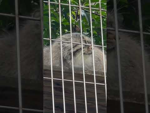 shorts エルくん カラスに向かってアニャニャニャー　マヌルネコ　東山動植物園にて　2026年3月13日 サムネイル